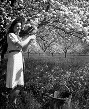 woman, almond trees, 1940-1950