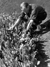 agriculture, 1947
