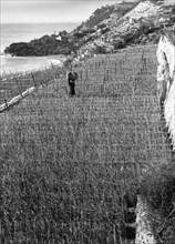 fields of carnations, 1940-1950