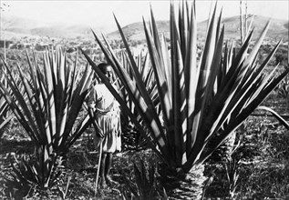 agriculture, agave sisalana, 1920-1930