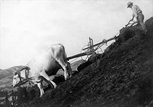 italy, ploughing-time on mountain, 1910-1920