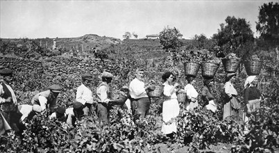 italy, sicily, grape harvest, 1910-1920