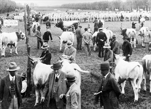 italy, cattle fair, 1930