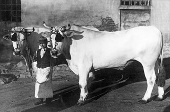 Chianina oxen, 1920-30