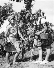italy, vineyard, 1940-1950