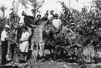 italy, grape harvest, 1940-1950
