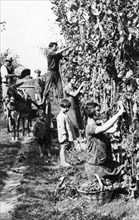 italy, grape harvest, 1940-50