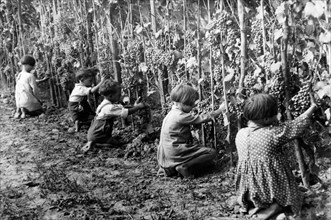 italy, children harvesting grapes