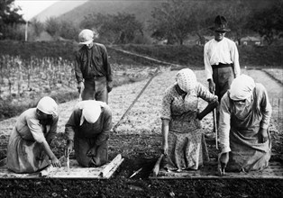 sowing time, 1930-40