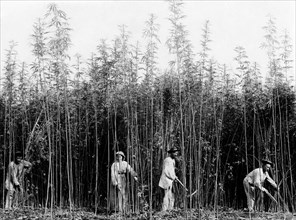 cutting hemp, 1900-1910