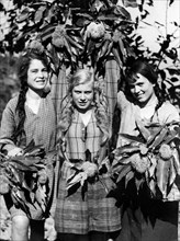harvest chestnuts, 1932