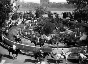italy, catania, horses, 1922