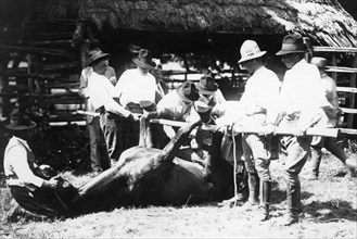 horse castration, 1920-1930