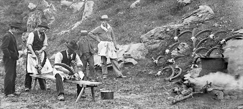 ibex horns, italy, valle d'aosta, 1910