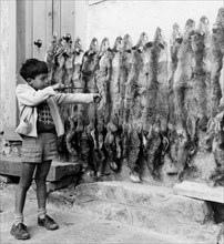 italy, foxhunting, 1950