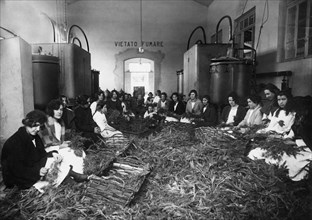 industry of vallecrosia, industry of perfumes, 1910-1920