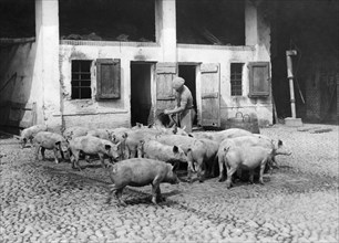 italy, piemonte, novara, farm, 1940-1950