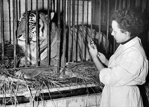 circus, veterinarian with tiger, 1951