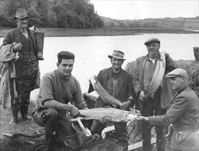 saumon capturé dans la rivière tamar, 1966