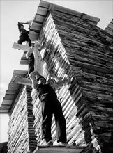 ouvriers faisant sécher des planches de peuplier, 1940 1950