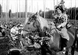 récolte du houblon, 1956
