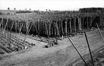 récolte du houblon dans les rangs, 1956