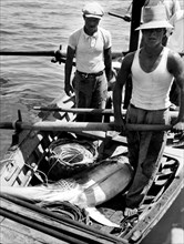 pêche à l'espadon dans le détroit de messine, 1954