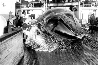 baleine capturée sur le pont d'une usine flottante, 1957