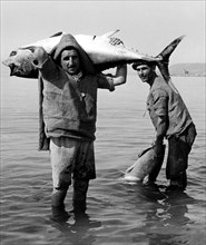 pêcheurs au pizzo calabro, 1955