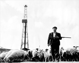 Puits de pétrole et berger avec son troupeau au premier plan, 1955
