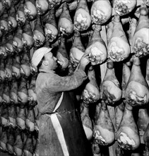 jambons langhirano en assaisonnement, 1964