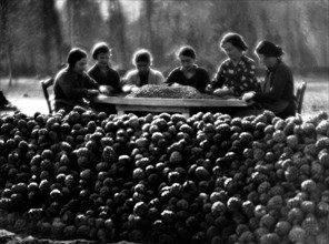 toscane, province de pise, miraglino, récolte de pignons, 1940