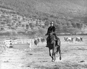domaine alberese, cow-boy au travail, 1966