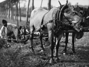 chevaux au travail, 1930