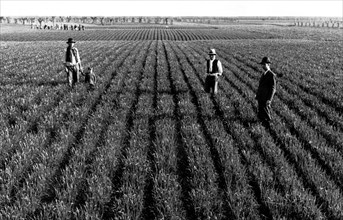 récolte de blé dans la province de mantoue, 1940