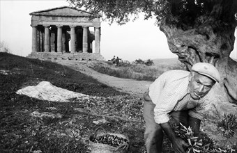 récolte des olives, 1964