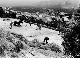 battage du blé à monreale, 1955