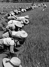 mondine à la récolte du riz, province de vercelli, 1955