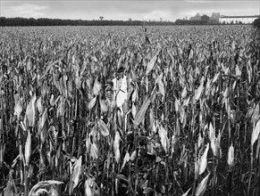 champ de maïs dans la province de cremona, 1930 1940