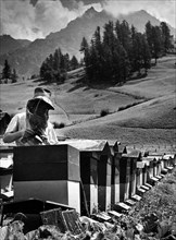 apiculture dans le val d'aoste, en arrière-plan la becca d'Aran, 1957
