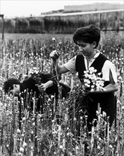 la floriculture à ventimiglia, 1969