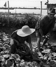 récolte des concombres à chioggia, province de venise, 1955