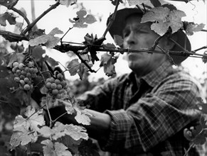 récolte du pinot bianco à conegliano, province de treviso, 1961