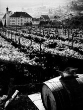 vignes à caldaro, 1967