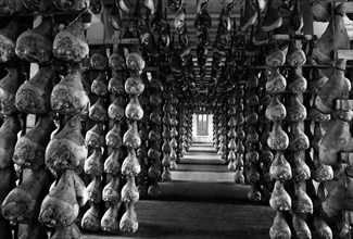 mat mat maturation des hams à langhirano, 1964 mat mat maturation des hams à langhirano, 1964