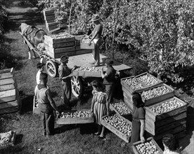 récolte des poires à massalombarda, 1960