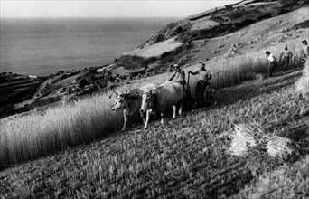 travaux des champs dans la province de pesaro, 1955