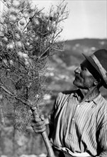branche avec des cocons de vers à soie, 1955