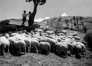 race de mouton gentile des apulie près de campotosto, 1955