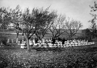 ruches dans la province de pescara, 1930